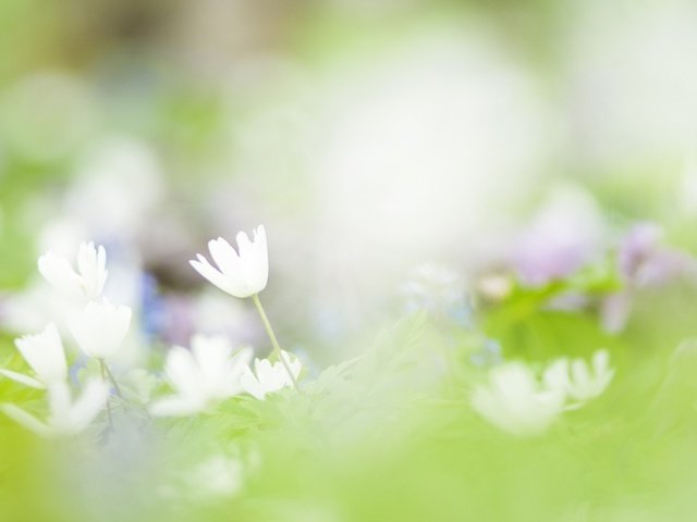 Обои цветы, фон, лепестки, размытость, весна, нежность, flowers, background, petals, blur, spring, tenderness разрешение 1920x1200 Загрузить