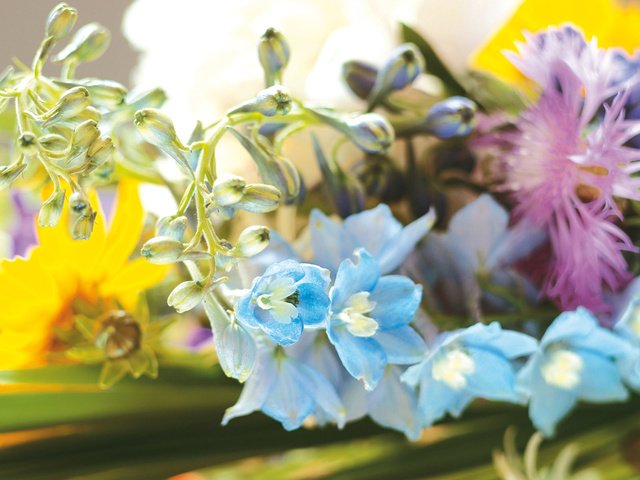 Обои цветы, буке, flowers, beech разрешение 1920x1200 Загрузить