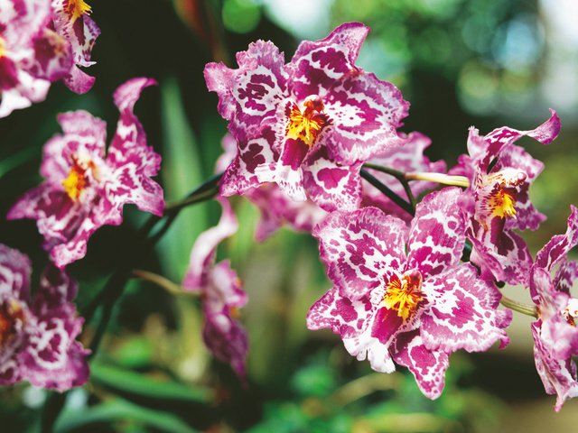 Обои орхидея, orchid разрешение 1920x1200 Загрузить