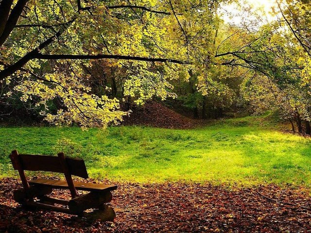 Обои деревья, листва, осень, скамейка, trees, foliage, autumn, bench разрешение 1920x1080 Загрузить