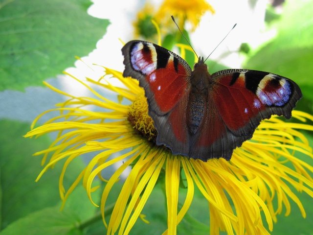 Обои цветок, бабочка, растение, павлиний глаз, девясил, flower, butterfly, plant, peacock, nard разрешение 1920x1200 Загрузить