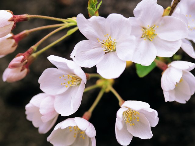 Обои цветы, ветка, цветение, весна, белые, flowers, branch, flowering, spring, white разрешение 1920x1200 Загрузить