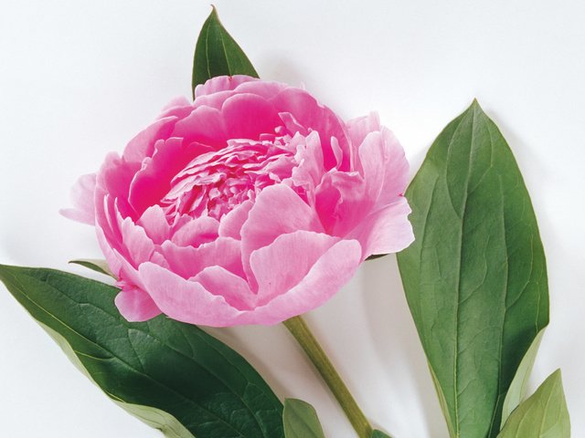 Обои пион, peony разрешение 1920x1200 Загрузить