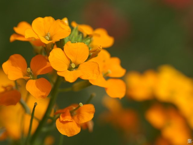 Обои цветы, лепестки, размытость, бутон, стебель, оранжевые, flowers, petals, blur, bud, stem, orange разрешение 1920x1200 Загрузить