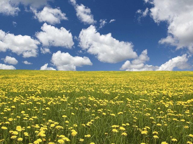 Обои небо, желтые, цветы, облака, природа, пейзаж, поле, горизонт, одуванчики, the sky, yellow, flowers, clouds, nature, landscape, field, horizon, dandelions разрешение 1920x1200 Загрузить