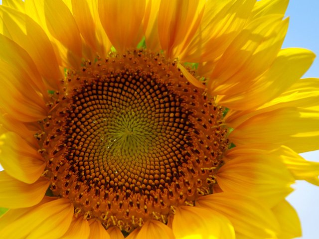 Обои желтый, макро, цветок, лепестки, подсолнух, yellow, macro, flower, petals, sunflower разрешение 1920x1200 Загрузить