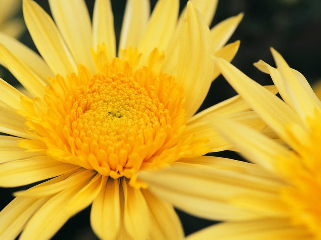 Обои цветы, макро, растение, желтые, хризантемы, flowers, macro, plant, yellow, chrysanthemum разрешение 1920x1200 Загрузить