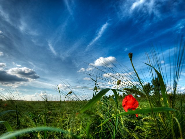 Обои небо, трава, зелень, лето, мак, the sky, grass, greens, summer, mac разрешение 1920x1200 Загрузить