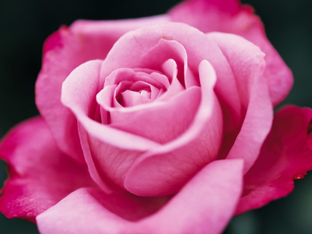 Обои цветок, роза, бутон, flower, rose, bud разрешение 1920x1200 Загрузить