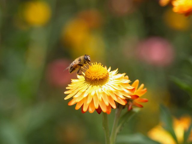 Обои цветок, растение, пчела, опыление, flower, plant, bee, pollination разрешение 1920x1200 Загрузить