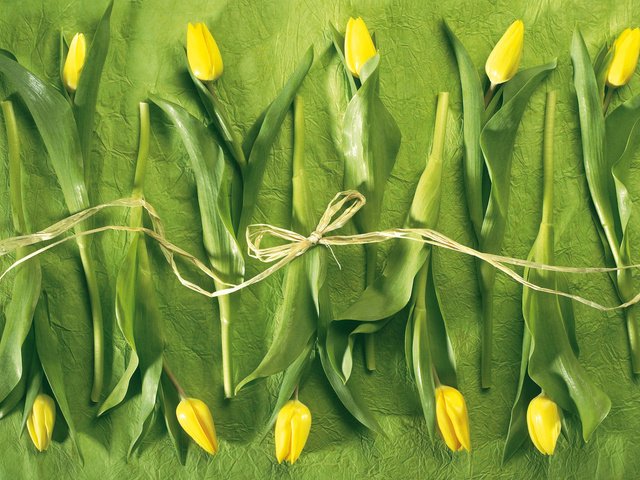 Обои цветы, тюльпаны, веревка, лежат, желтые, flowers, tulips, rope, lie, yellow разрешение 1920x1200 Загрузить