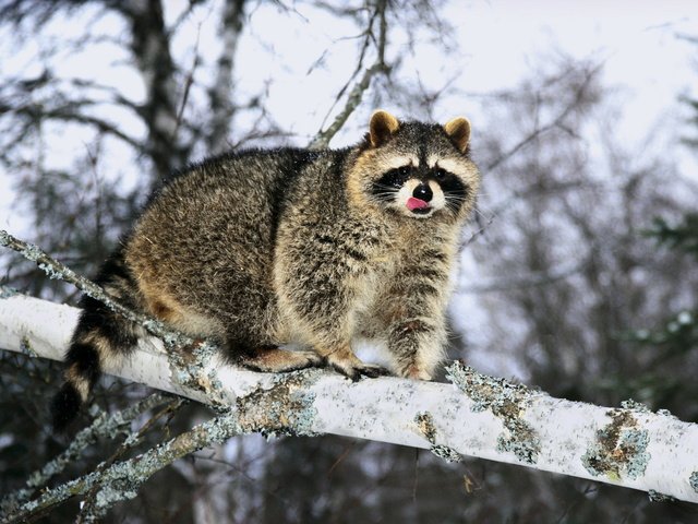 Обои снег, енот-полоскун, дерево, зима, мордочка, ветви, взгляд, язык, енот, snow, tree, winter, muzzle, branch, look, language, raccoon разрешение 1920x1200 Загрузить