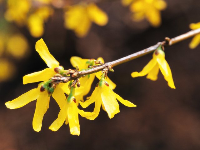 Обои цветы, ветка, желтые, форзиция, flowers, branch, yellow, forsythia разрешение 1920x1200 Загрузить