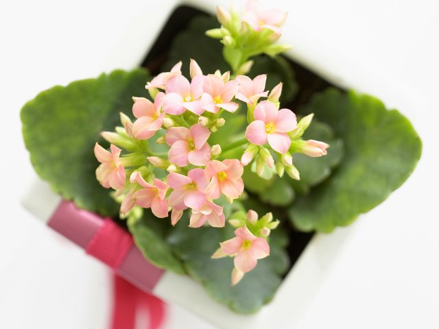 Обои цветы, каланхоэ, комнатное растение, flowers, kalanchoe, houseplant разрешение 1920x1200 Загрузить