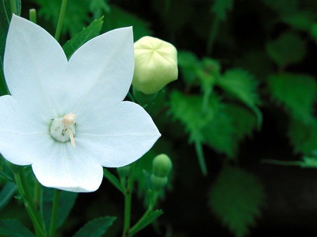 Обои зелень, цветок, бутон, весна, тычинка, платикодон, greens, flower, bud, spring, stamen разрешение 1920x1200 Загрузить