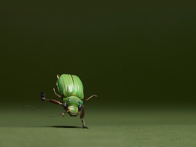 Обои майский жук, меломан, chafer, meloman разрешение 1920x1080 Загрузить