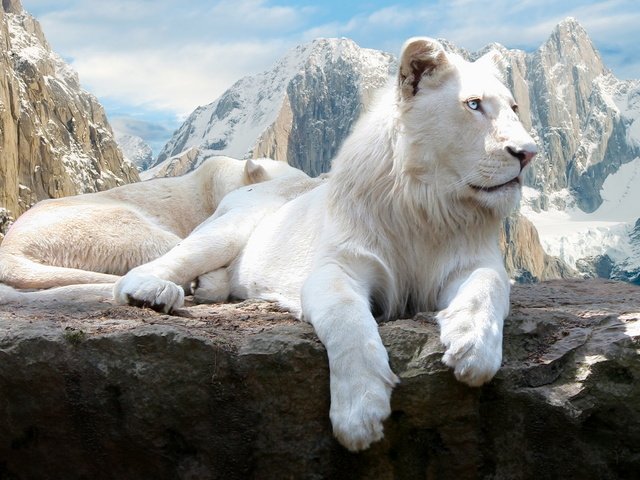 Обои скалы, белый, львы, лев, rocks, white, lions, leo разрешение 1920x1200 Загрузить