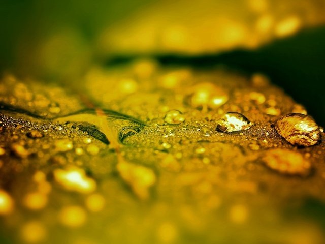 Обои макро, капли, листик, после дождя, капли дождя, macro, drops, leaf, after the rain, raindrops разрешение 1920x1080 Загрузить