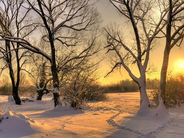 Обои деревья, солнце, снег, зима, trees, the sun, snow, winter разрешение 3327x2200 Загрузить