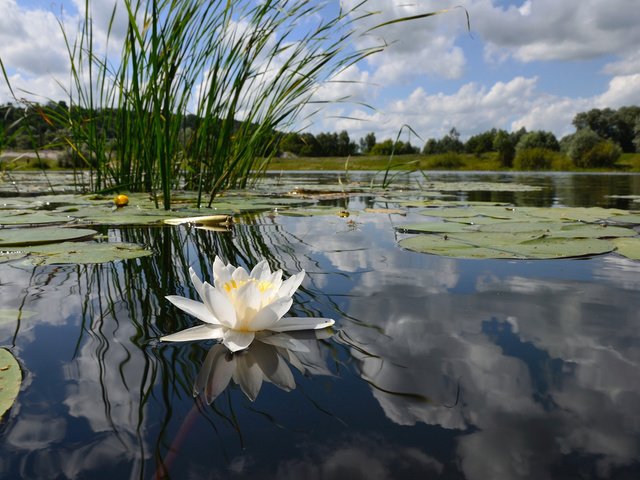 Обои небо, озеро, берег, лес, отражение, камыши, белая лилия, the sky, lake, shore, forest, reflection, the reeds, white lily разрешение 1920x1200 Загрузить