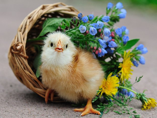 Обои цветы, птенец, корзина, цыплёнок, курица, петух, птенчик, flowers, chick, basket, chicken, cock разрешение 2560x1600 Загрузить