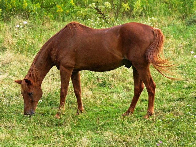 Обои лошадь, луг, конь, horse, meadow разрешение 1920x1200 Загрузить