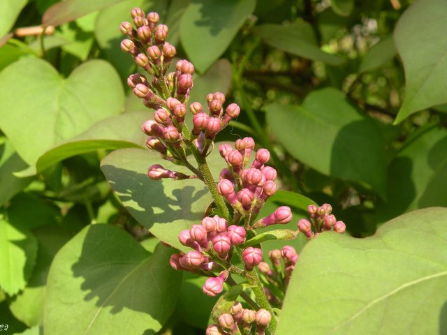 Обои цветение, бутоны, макро, весна, куст, сирень, flowering, buds, macro, spring, bush, lilac разрешение 2560x1600 Загрузить