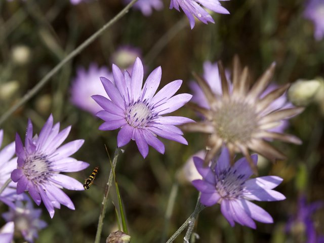 Обои цветы, полевой, сухоцвет, бессмертник, flowers, field, the dried flowers, helichrysum разрешение 2560x1600 Загрузить