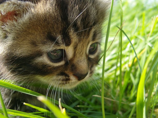 Обои глаза, трава, кошка, взгляд, eyes, grass, cat, look разрешение 2560x1600 Загрузить