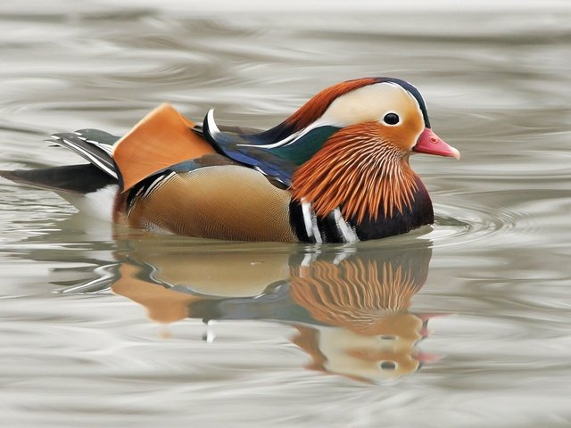 Обои водоем, птица, клюв, перья, утка, мандаринка, pond, bird, beak, feathers, duck, tangerine разрешение 1920x1200 Загрузить