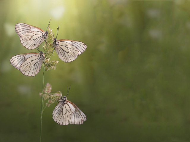 Обои утро, лето, бабочки, morning, summer, butterfly разрешение 1920x1200 Загрузить