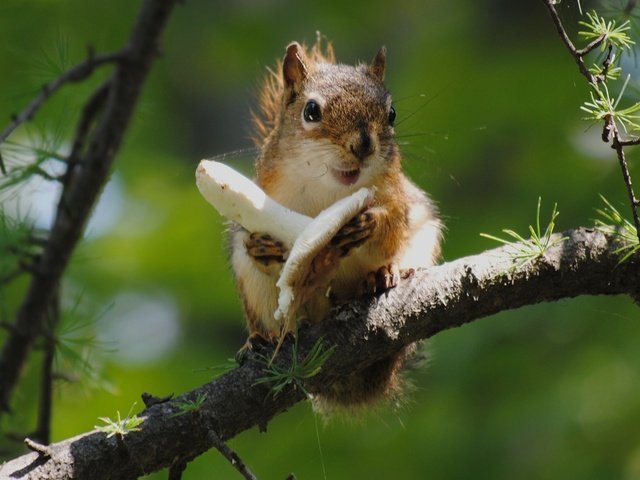 Обои ветка, дерево, еда, гриб, белка, белочка, branch, tree, food, mushroom, protein, squirrel разрешение 2560x1600 Загрузить