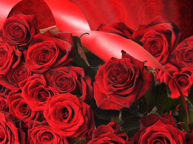 Обои розы, роза, красный, лента, roses, rose, red, tape разрешение 2560x1600 Загрузить