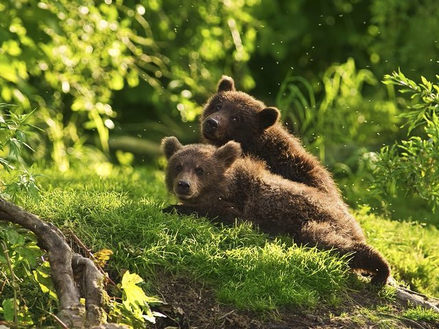 Обои лес, животные, медведи, комары, медвежата, forest, animals, bears, mosquitoes разрешение 1920x1200 Загрузить