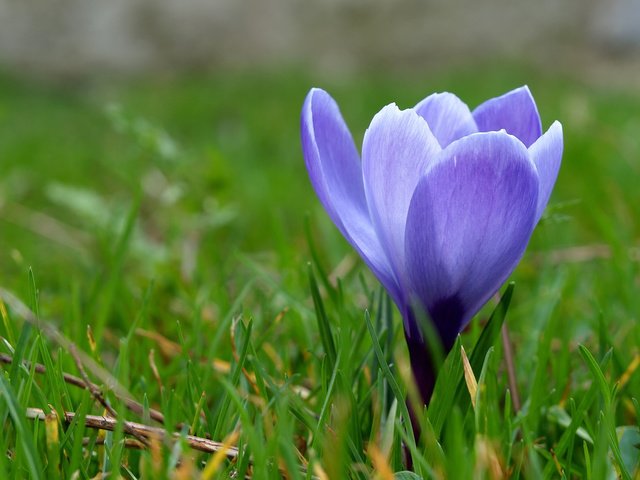 Обои трава, макро, синий, цветок, весна, первоцвет, крокус, grass, macro, blue, flower, spring, primrose, krokus разрешение 1920x1200 Загрузить