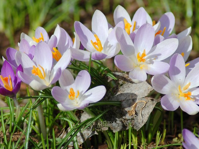 Обои цветы, лепестки, весна, белые, фиолетовые, крокусы, flowers, petals, spring, white, purple, crocuses разрешение 2560x1600 Загрузить