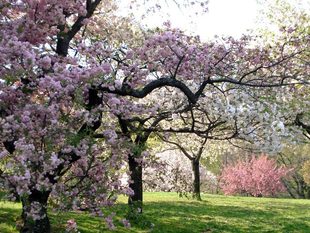 Обои дерево, сакура, tree, sakura разрешение 1920x1200 Загрузить