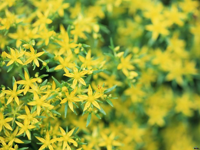 Обои желтые, цветочки, зверобой, yellow, flowers, st. john's wort разрешение 2560x1920 Загрузить
