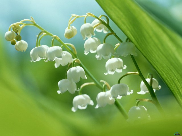 Обои цветы, ландыши, белые, flowers, lilies of the valley, white разрешение 2560x1920 Загрузить