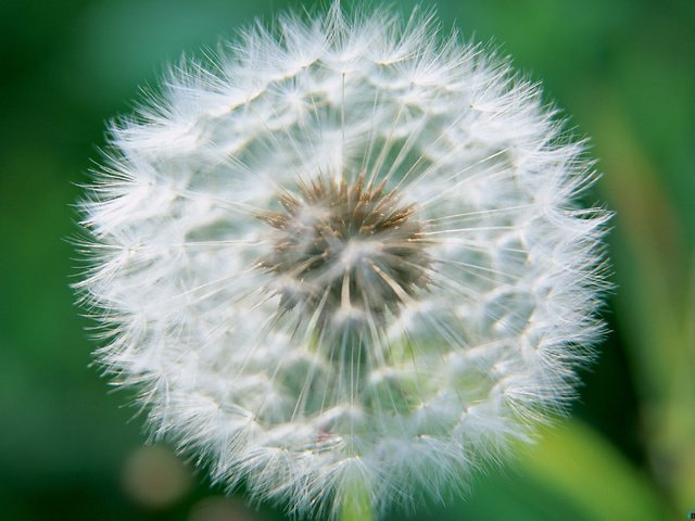 Обои цветок, одуванчик, пух, пушинки, былинки, flower, dandelion, fluff, fuzzes, blade разрешение 2950x2094 Загрузить