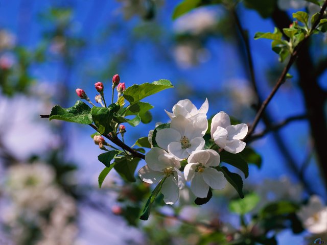 Обои цветы, ветка, природа, цветение, размытость, весна, яблоня, flowers, branch, nature, flowering, blur, spring, apple разрешение 2560x1920 Загрузить