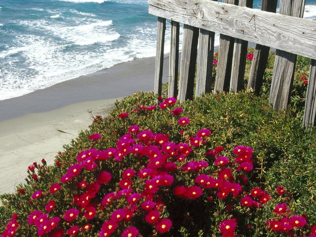 Обои цветы, море, пляж, забор, маргаритки, flowers, sea, beach, the fence, daisy разрешение 1920x1080 Загрузить