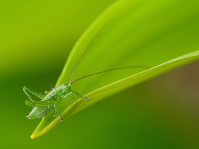 Обои природа, насекомое, лист, кузнечик, nature, insect, sheet, grasshopper разрешение 1920x1200 Загрузить