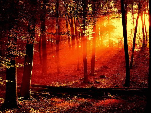 Обои свет, деревья, лес, листья, light, trees, forest, leaves разрешение 1920x1440 Загрузить