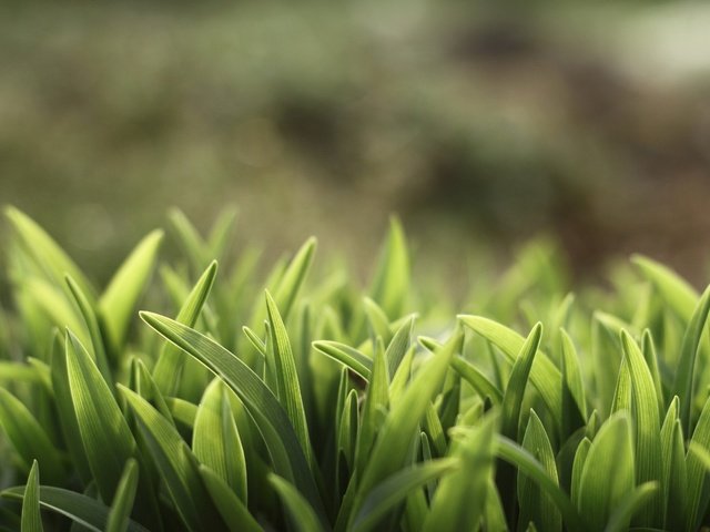 Обои трава, природа, зелень, растения, лето, grass, nature, greens, plants, summer разрешение 4752x3047 Загрузить