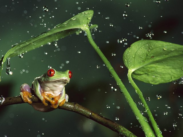 Обои вода, квакша, листья, животные, капли, лягушка, стебли, красноглазая, животно е, древесная лягушка, tree frog, water, treefrog, leaves, animals, drops, frog, stems, red-eyed разрешение 1920x1080 Загрузить