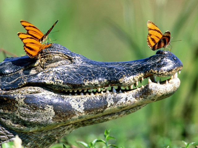 Обои зубы, бабочки, крокодил, пасть, teeth, butterfly, crocodile, mouth разрешение 1920x1080 Загрузить