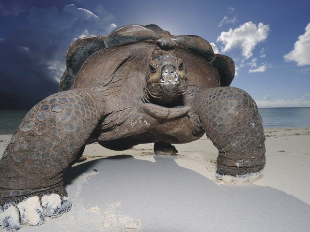 Обои небо, песок, пляж, черепаха, панцирь, галапагосская, гигантская черепаха, the sky, sand, beach, turtle, shell, galapagos, giant turtle разрешение 1920x1080 Загрузить