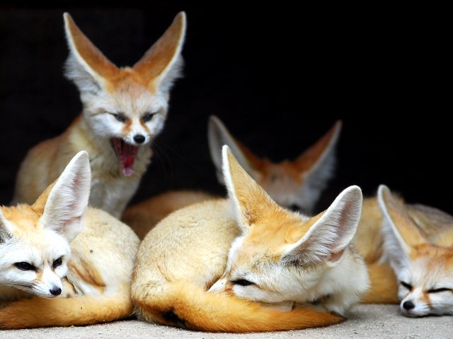 Обои животные, лиса, фенек, animals, fox, fenech разрешение 2619x1458 Загрузить