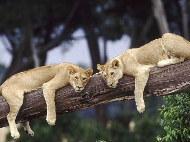 Обои дерево, африка, пара, отдых, лев, дикая природа, дикая кошка, львицы, tree, africa, pair, stay, leo, wildlife, wild cat, lioness разрешение 1920x1200 Загрузить